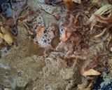 Gambar langkah 5 resipi Ayam Kurma Seekor.