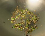 湖南蛋的食譜步驟5照片