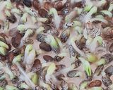 Foto del paso 4 de la receta: Brotes de chía 🌱 Especial para niños, una propuesta saludable para ver crecer, cosechar y saborear