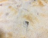 Foto del paso 7 de la receta Pechugas de pollo con bechamel al Parmesano