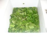 Foto del paso 1 de la receta Quiche Vosgienne de espinacas con mix de queso gratinado