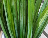 Foto langkah ke 1 dari resep Pasta Pandan / Ekstrak Pandan.