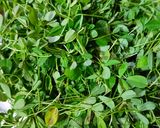 A picture of step 1 of Methi Sabji.