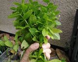 A picture of step 1 of Vickys Fresh Mint Ice Cream, GF DF EF SF NF Vegan.