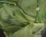 Foto langkah ke 1 dari resep Pakcoy Bawang Putih.