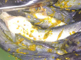 Lele Goreng