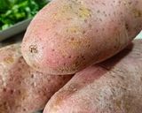 Foto do passo 1 de Bolinho fake de bacalhau ou croquete de merluza