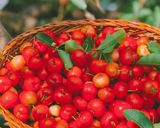 Hình bước làm 1 của món Sơri Ngâm Đường Phèn