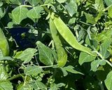 Une image de l'étape 1 de 🥑Guacamole 🫛petit pois ail des ours 🫒oseilles 🌶️.