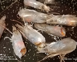 Foto del paso 4 de la receta: Judías blancas con langostinos y chirlas enfadadas