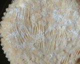 Foto del paso 4 de la receta: Pasta frola