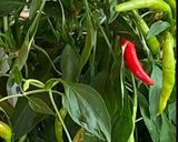 Une image de l'étape 2 de OJJA 🪺merguez🍅🌶🧅🧄🥓.