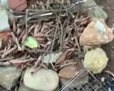 Hình bước làm 8 của món Vào bếp cùng con: thịt lợn gác bếp cuốn rau mọc ven đường Sải Duần, tươi xanh mơn mởn!