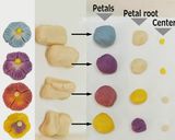 A picture of step 4 of Small Nerikiri Wagashi: "Pansy".