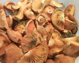 Foto del paso 1 de la receta: Níscalos al ajillo
