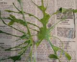 A picture of step 1 of Alu(Colocasia) ki bhaji.