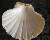 Foto del paso 7 de la receta: Conchas de merluza