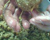 A picture of step 19 of Methi ke Laddu.