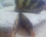 Foto del paso 5 de la receta: Torta Marmolada