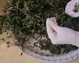 صورة لخطوة 3 من وصفة تجفيف وحفظ النعناع 🍃🍃