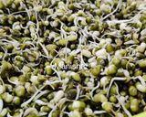 A picture of step 1 of Mung Bean Sprout Fritters.