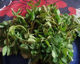 मेथी के पकौड़े (methi ke pakode recipe in Hindi) रेसिपी चरण 1 फोटो