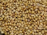 Goda masala