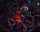 Foto del paso 2 de la receta: Mermelada de Cebollas Moradas al Malbec