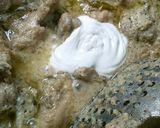 A picture of step 7 of Black Pepper chicken.