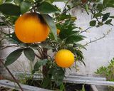 Foto del paso 5 de la receta: Torta de naranja 🍊en licuadora sin gluten