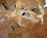 Foto langkah ke 8 dari resep Gulai Cincang Daging Sapi.