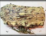 Foto del passaggio 4 della ricetta Filetto di Maiale alla Senape in Crosta