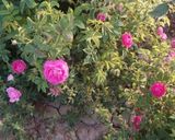 عکس مرحله 1 از دستور خشک کردن گل محمدی وگل و غنچه نسترن