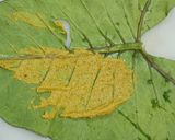 A picture of step 6 of Patra (Alu Vadi).