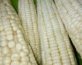 Hình bước làm 1 của món Chè Bắp Cốt Dừa