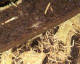 Foto langkah ke 6 dari resep Cake pisang coklat simple.