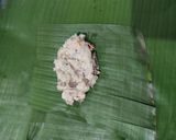 Foto langkah ke 4 dari resep Ilabulo tanpa sagu (modifikasi).