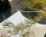 A picture of step 1 of Rosemary Salt.