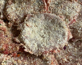Foto del paso 3 de la receta: Hamburguesas de carne caseras