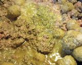 A picture of step 4 of Hamburger Vegetable Stew.