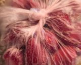 Foto del paso 1 de la receta: Mermelada de frutilla en microondas 2️⃣8️⃣