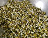A picture of step 1 of Green moong usal.