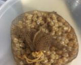 A picture of step 5 of Chickpea Stew in a Pressure Cooker.