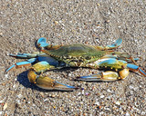 Foto del paso 1 de la receta: Jaiba Azul Chili Crab Thai Style en salsa cremosa de huevo