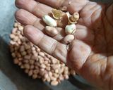A picture of step 1 of Peanut Laddoo.