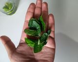 Foto del paso 4 de la receta: Mojito tradicional