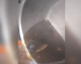 A picture of step 5 of Immunity booster herbal drink.
