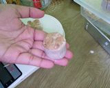 Foto langkah ke 5 dari resep Dimsum Ayam.