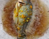 Foto langkah ke 3 dari resep Nila Goreng.
