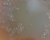 A picture of step 14 of Chia Seeds Agar Wax Gourd Jelly.